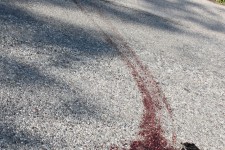 Road kill is never a good sight Road kill is never a good sight