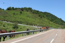 Even the horses want to get on this incredible road Even the horses want to get on this incredible road