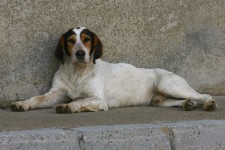 Another dog chills out Another dog chills out