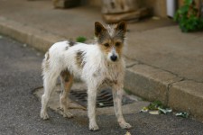 Dogs roam the streets in the quiet Spanish villages Dogs roam the streets in the quiet Spanish villages