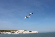 The white cliffs of Dover and a Seagull The white cliffs of Dover and a Seagull