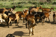 Goats! Goats!