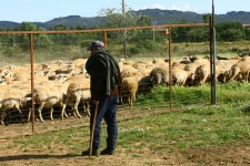 And more goats...the man turned out to be a farmer And more goats...the man turned out to be a farmer