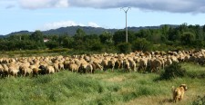 The goats graze while the dogs play