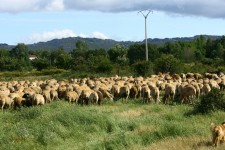 The goats graze while the dogs play The goats graze while the dogs play