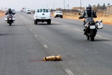 Road kill is never nice but seeing a dog is upsetting Road kill is never nice but seeing a dog is upsetting