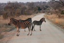A real Zebra crossing A real Zebra crossing