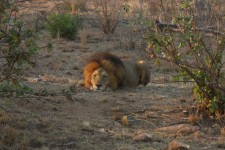 A biggest of the big cats A biggest of the big cats