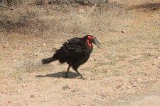 This bird spends most of its time on the ground eating grubs This bird spends most of its time on the ground eating grubs