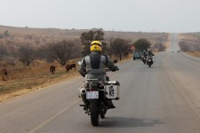 You have to be cafeful of the animals at the side of the road You have to be cafeful of the animals at the side of the road