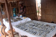 The fish counter The fish counter