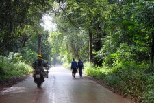 Wet road, very green Wet road, very green