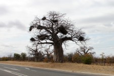 We have seen some huge old trees We have seen some huge old trees