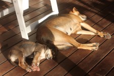 Mum and pup sleep in the warm morning sun Mum and pup sleep in the warm morning sun