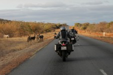 Be very careful of the animals at the side of the road - there are loads Be very careful of the animals at the side of the road - there are loads