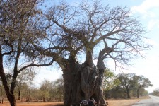 A fantastic old tree A fantastic old tree