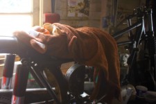 Already in the garage and resting on the 1954 Triumph Already in the garage and resting on the 1954 Triumph